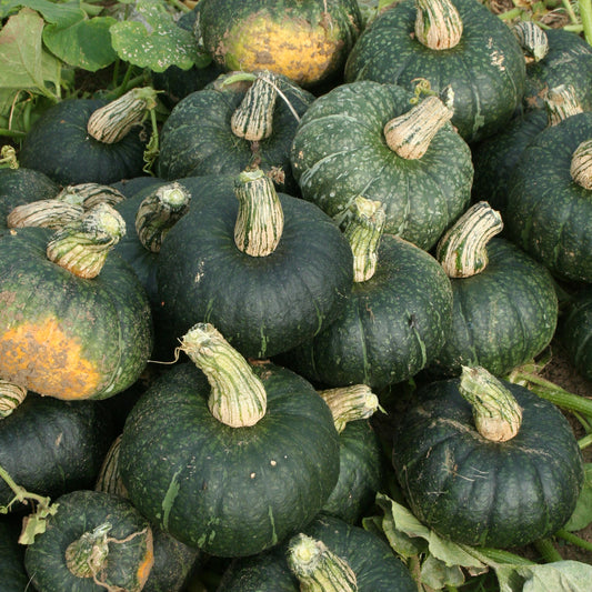 Squash Kabocha Large Green F1