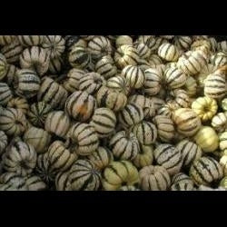 Squash Sweet Dumpling