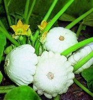 picture of Squash Disco Patty Pan