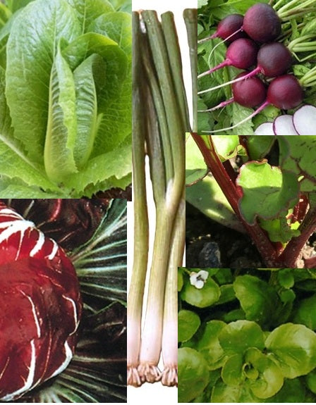 Summer Salad Collection