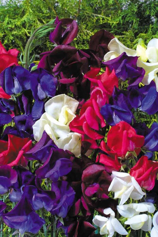picture of Sweet Pea Starry Night