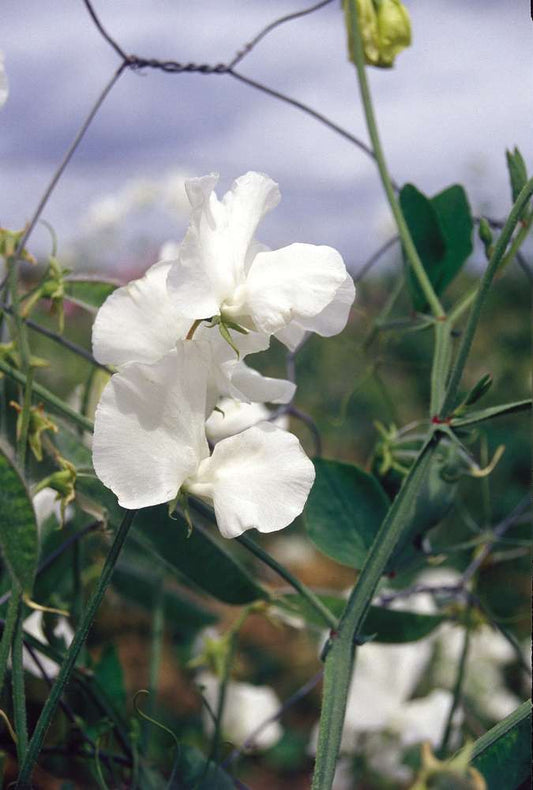 picture of Sweet Pea Swan Lake