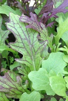 picture of Tangy Mustard Mix (Baby Leaf)