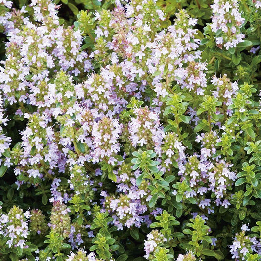 Thyme Large