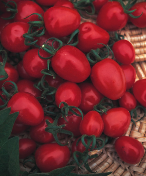 Tomato Red Alert