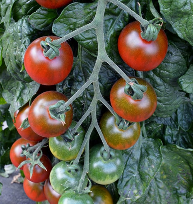 Ruby Tomatoes Tomato Ruby Falls – MoreVeg Seeds
