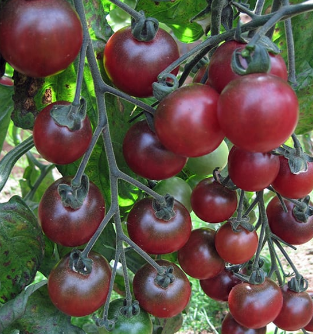 A GIFT TO GROW – THE YEAR IN VEGETABLES