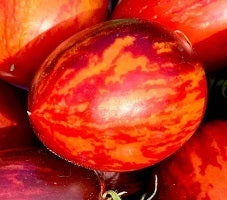 picture of Tomato Trailing Sunstripe F1
