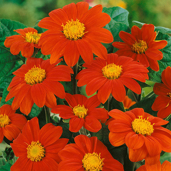 Tithonia Torch