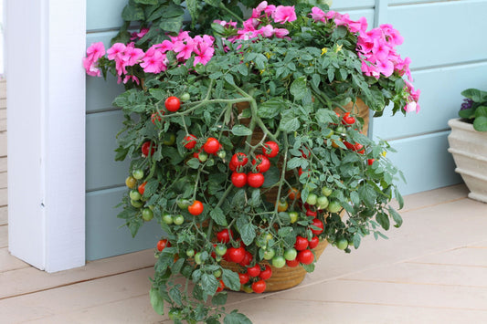 Tomato Tumbling Tom - Red