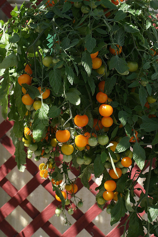 Tomato Tumbling Tom - Yellow