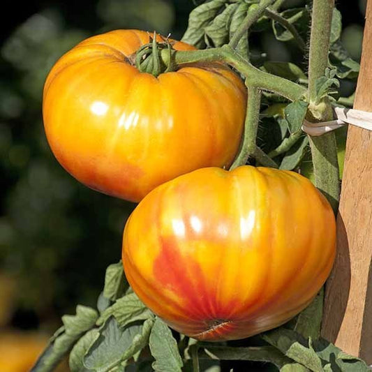 picture of Tomato Buffalosun F1