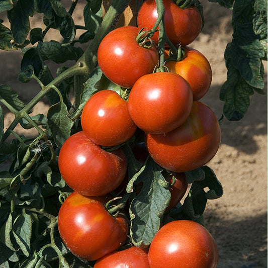 picture of Tomato Fandango F1