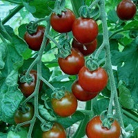 picture of Tomato Garnet
