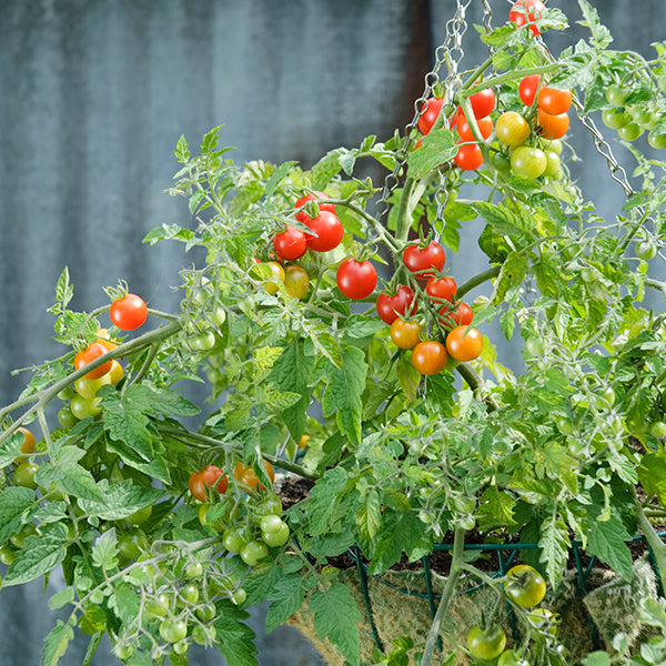 picture of Tomato Lizzano F1