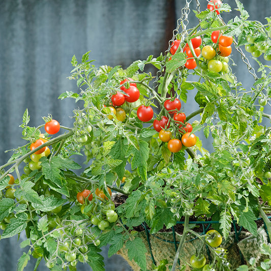 picture of Tomato Lizzano F1