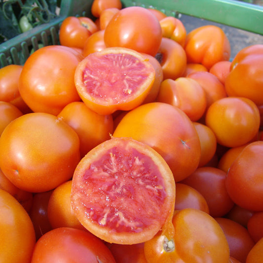 picture of Tomato Zlatava