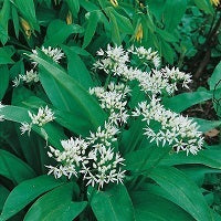 picture of Wild Garlic (Ransoms)