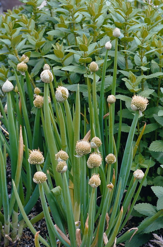 Welsh Onion