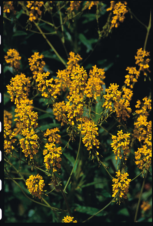 Dyers Woad (Isatis tinctoria)