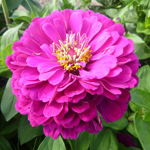 Zinnia Elegans Purple Prince