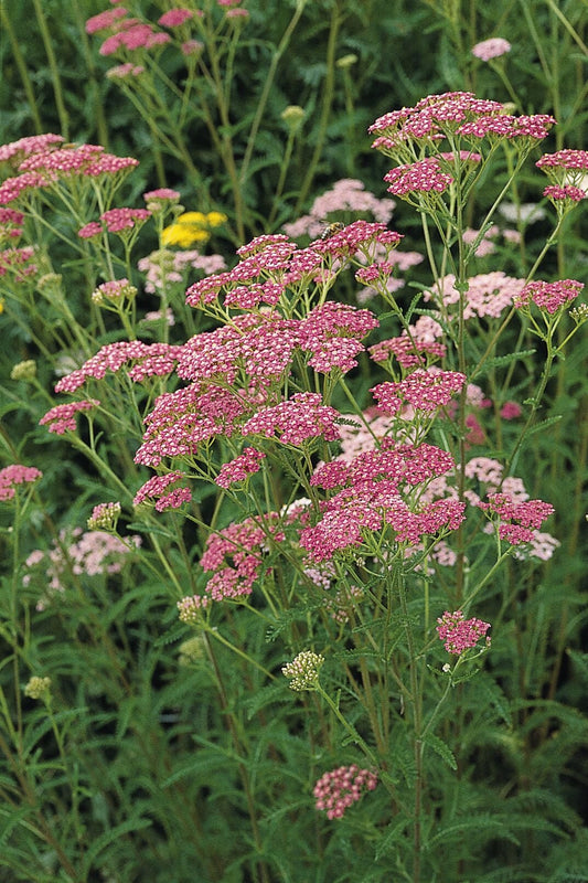 Achillea Cerise Queen