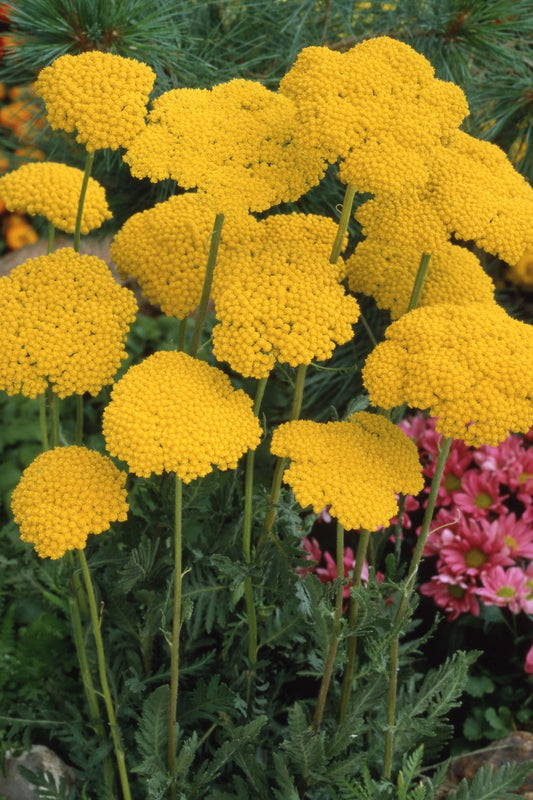 Achillea Cloth of Gold