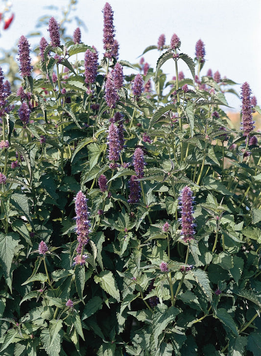Agastache Liquorice Blue