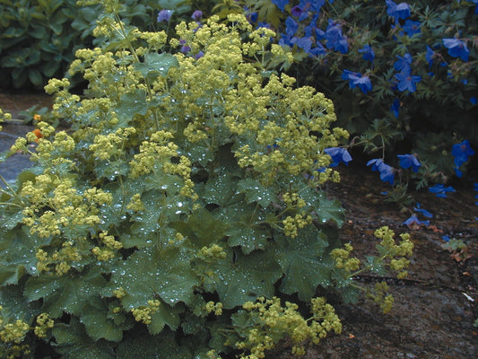 Alchemilla Mollis Irish Silk
