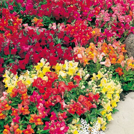 Antirrhinum Magic Carpet