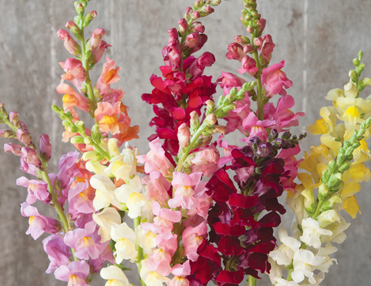 Antirrhinum Rocket (mixed)