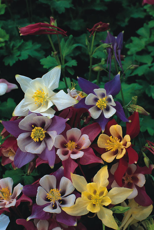Aquilegia McKanas Giant Mixed
