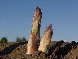 picture of Asparagus Argeneuil