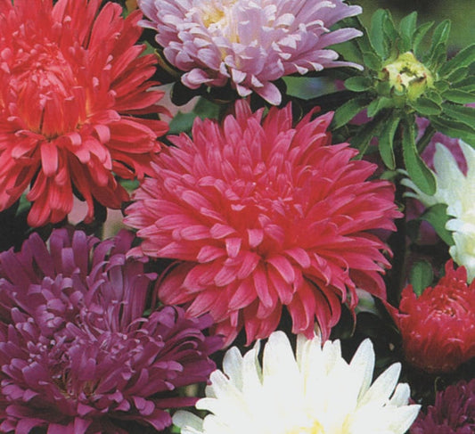 Aster Carousel Blend