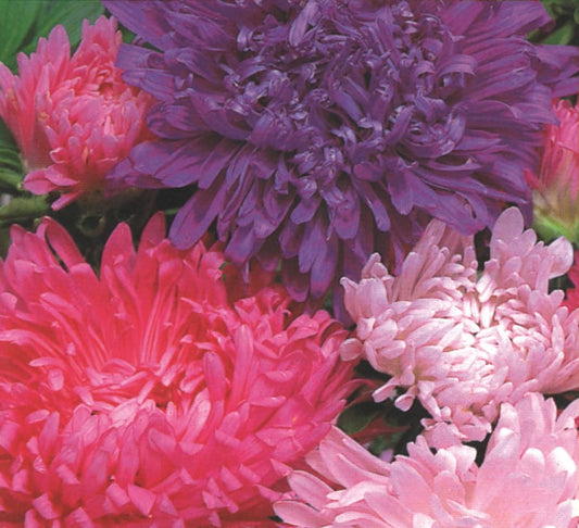 Aster Duchess Mixed