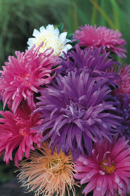 Aster Ostrich Plume Mixed