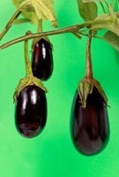 picture of Aubergine Bonica F1