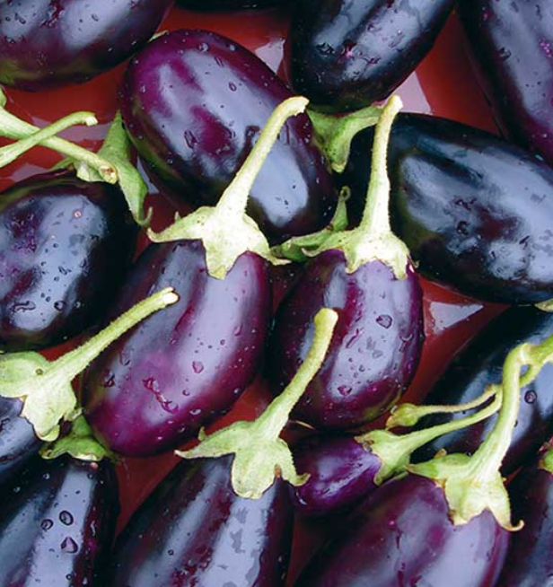 Aubergine Kaberi F1