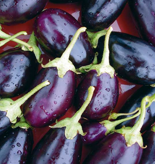 Aubergine Kaberi F1