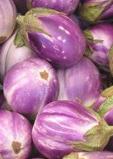Aubergine Listarda de Gandia