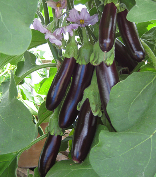 Aubergine Long Purple