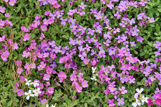 Aubrieta Large Flowered Hybrids (Grandiflora)
