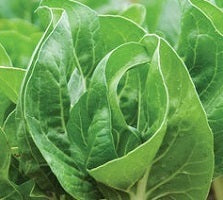 picture of Barese (Baby Leaf Swiss Chard)
