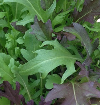 picture of Frilly Leaf Mix (Baby Leaves)