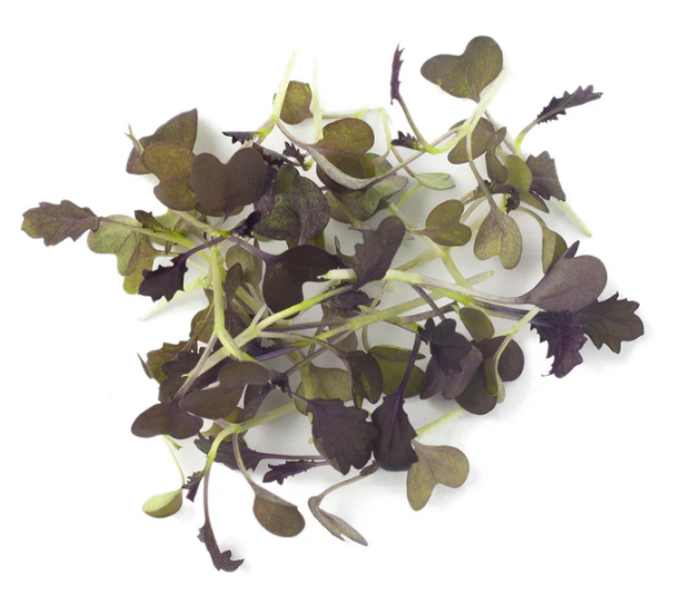 NOVEMBER’S QUICK QUARTET