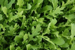 picture of Astra (Baby Leaf Rocket)