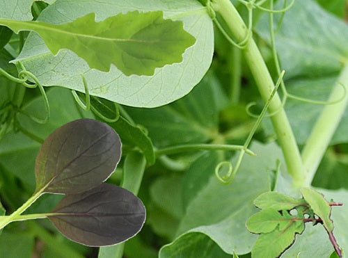 Quick Pick Baby Leaf Collection