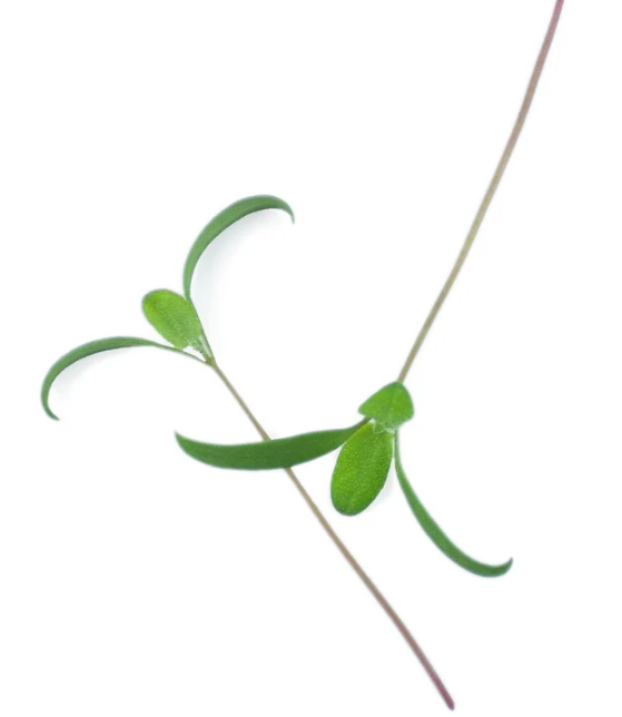 NOVEMBER’S QUICK QUARTET