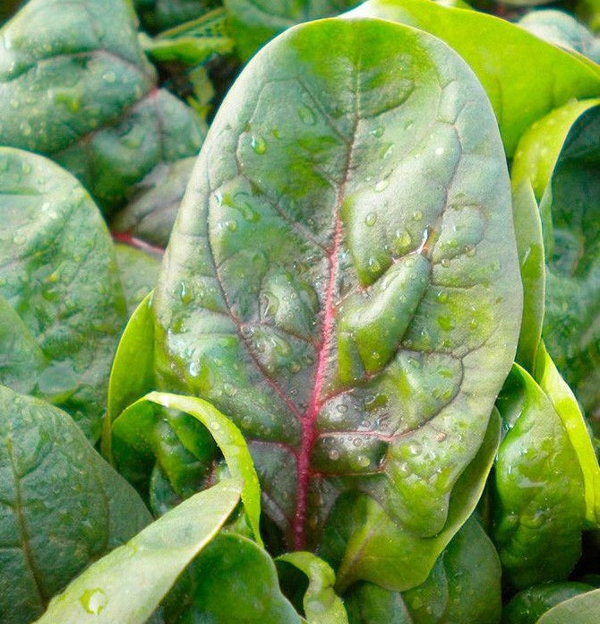 Spinach Rubino F1