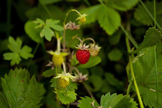 Strawberry Baron Von Solemacher